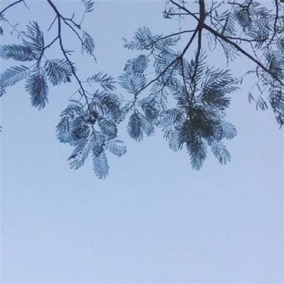 一剪梅·雨打梨花深闭门